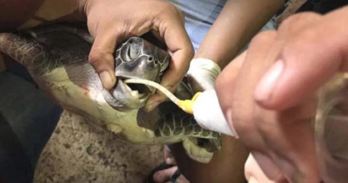 ตะลึง! พบถุงพลาสติก-หนังยาง ขยะทะเลในท้องเต่าตนุ