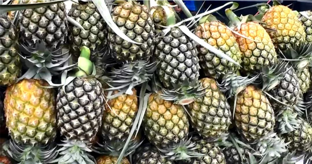 ชัยภูมิ วอนช่วยรับซื้อสับปะรด เกษตรกรเดือดร้อนหลัก ราคาต่ำที่สุดในรอบ 10 ปี