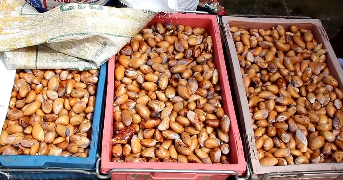 เมล็ดทุเรียนราคาพุ่ง หวั่นลักลอบส่งออกนอก กระทบเกษตรกรไทย