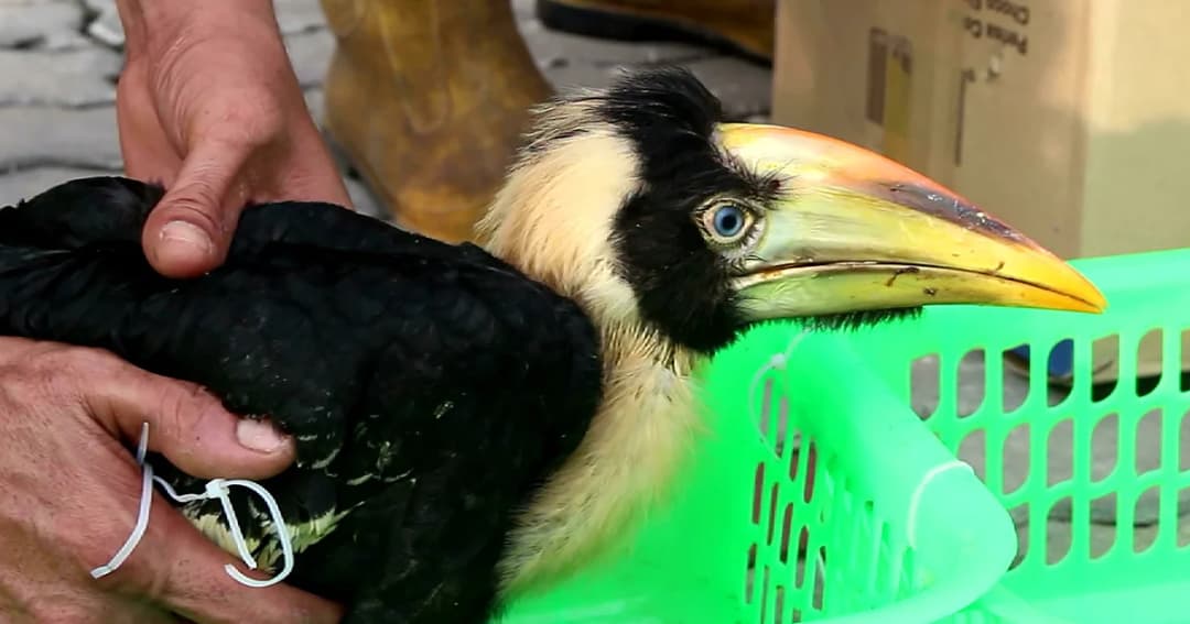 ตร.บาเจาะ ยึดลูกนกเงือก 3 ตัว ขณะเตรียมลักลอบส่งลูกค้า