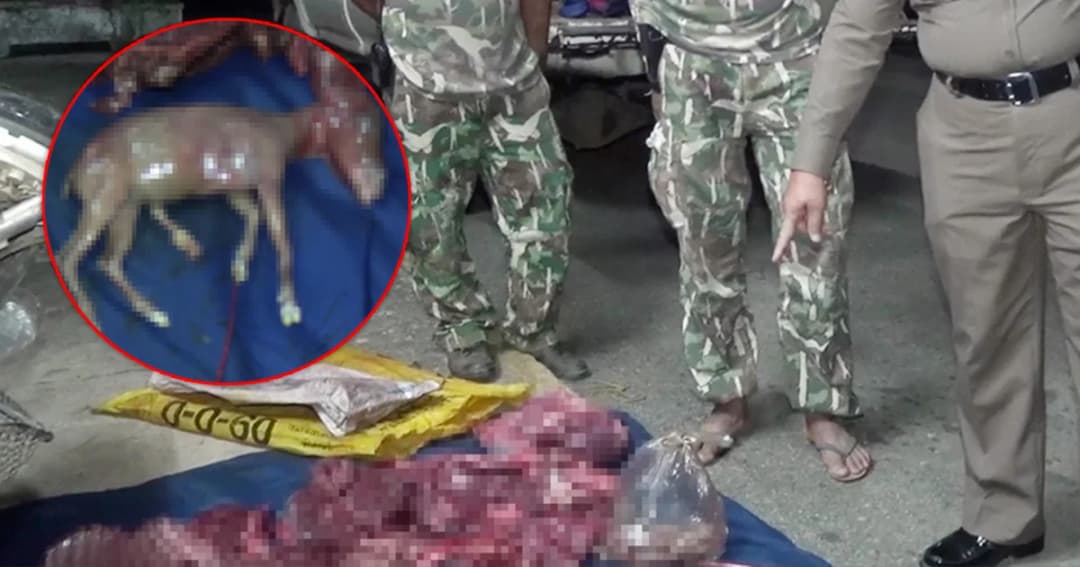 จับพรานโหด ล่า เลียงผา ตายพร้อมลูกในท้อง ที่ป่าเขาผาผึ้ง