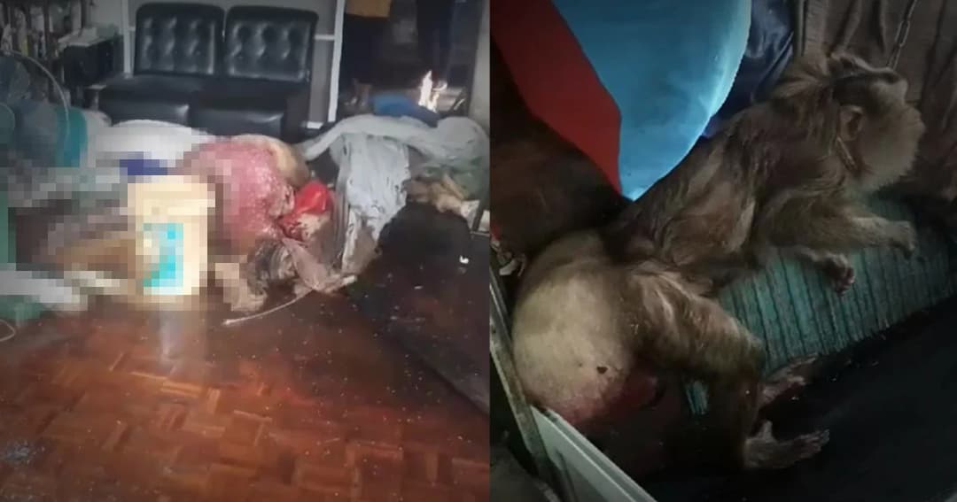 ญาติได้กลิ่นเหม็นเน่า ผงะศพสาวใหญ่หนอนไต่ ลิงนอนเฝ้าหายใจรวยริน