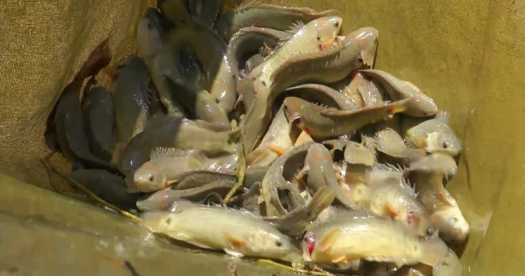 อาชีพสร้างเงิน ! ขรก.ครูวัยเกษียณหันเลี้ยง “ปลาหมอเทศ” บ่อดิน รายได้นับแสนบาท