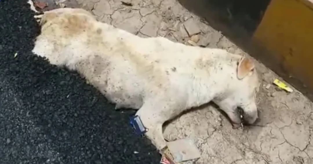 หมาในอินเดียโชคร้าย ถูกราดยางมะตอยทับ ตายทั้งเป็น!