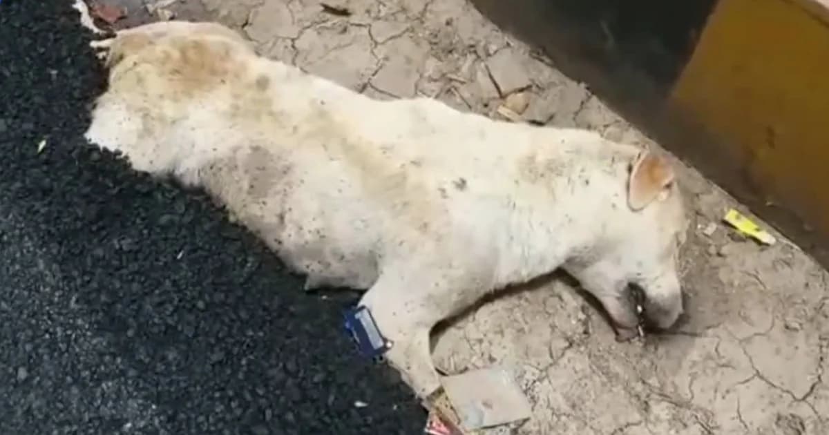 หมาในอินเดียโชคร้าย ถูกราดยางมะตอยทับ ตายทั้งเป็น!
