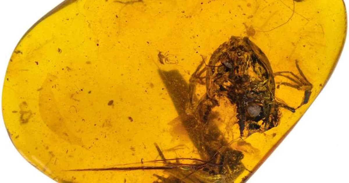 นักวิจัยจีนพบซากกบในอำพันพม่า อายุ 99 ล้านปี