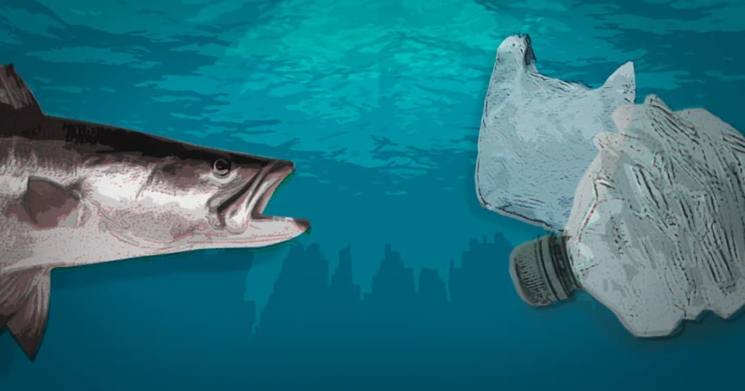 ทำไมปลาถึงชอบกินพลาสติก ? นักวิจัยพบว่าเพราะกลิ่น “น่าอร่อย”