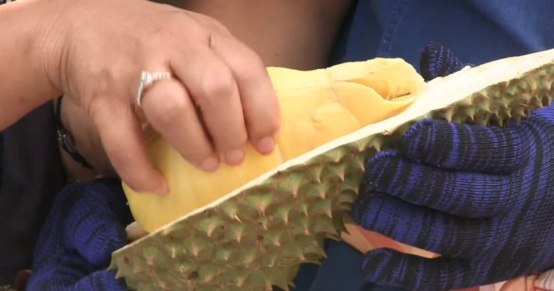 ผู้ว่าฯ โคราช ร่วมกิจกรรมเปิดสวนทุเรียนครบุรี เผยกระแสดี จนต้องจอง