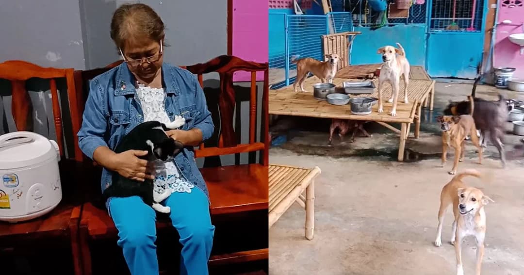 ยายตาบอด จ.อ่างทอง เลี้ยงหมาแมวนับร้อยถูกสั่งให้ย้ายสัตว์ภายใน 10 วัน วอนผู้ใจบุญช่วย