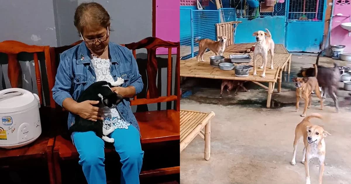 ยายตาบอด จ.อ่างทอง เลี้ยงหมาแมวนับร้อยถูกสั่งให้ย้ายสัตว์ภายใน 10 วัน วอนผู้ใจบุญช่วย