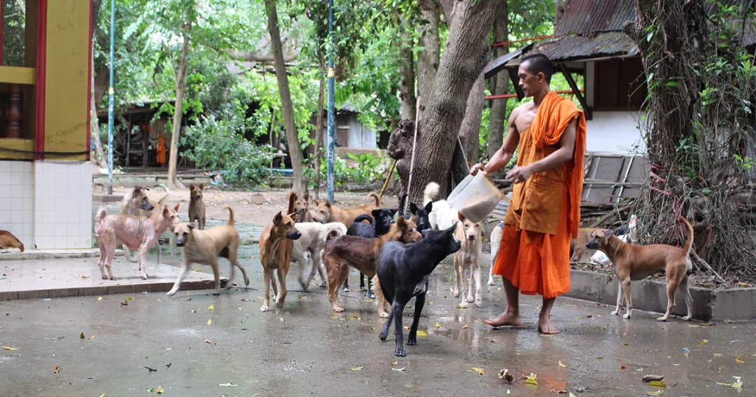 พระเดือดร้อน ! สุนัขนับ 100 ตัว ถูกปล่อยทิ้ง เกลื่อนวัดบ้านซ่อง ไร้งบดูแล