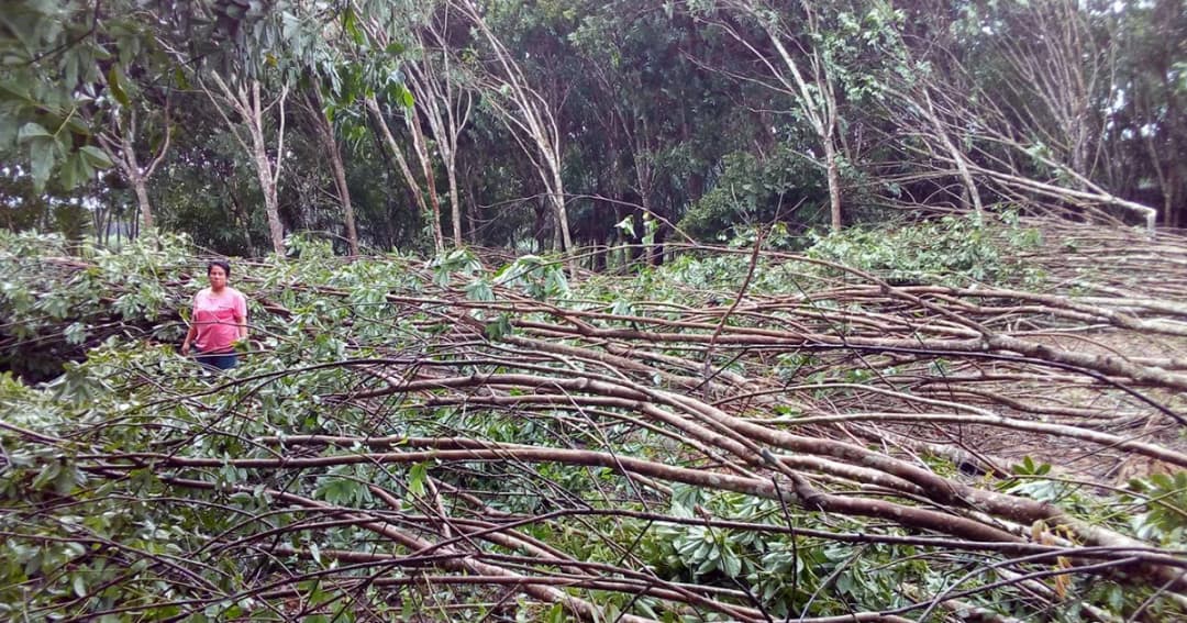 พายุฝนกระหน่ำ! นครศรีฯ สวนยางพาราโค่นล้มระเนระนาด