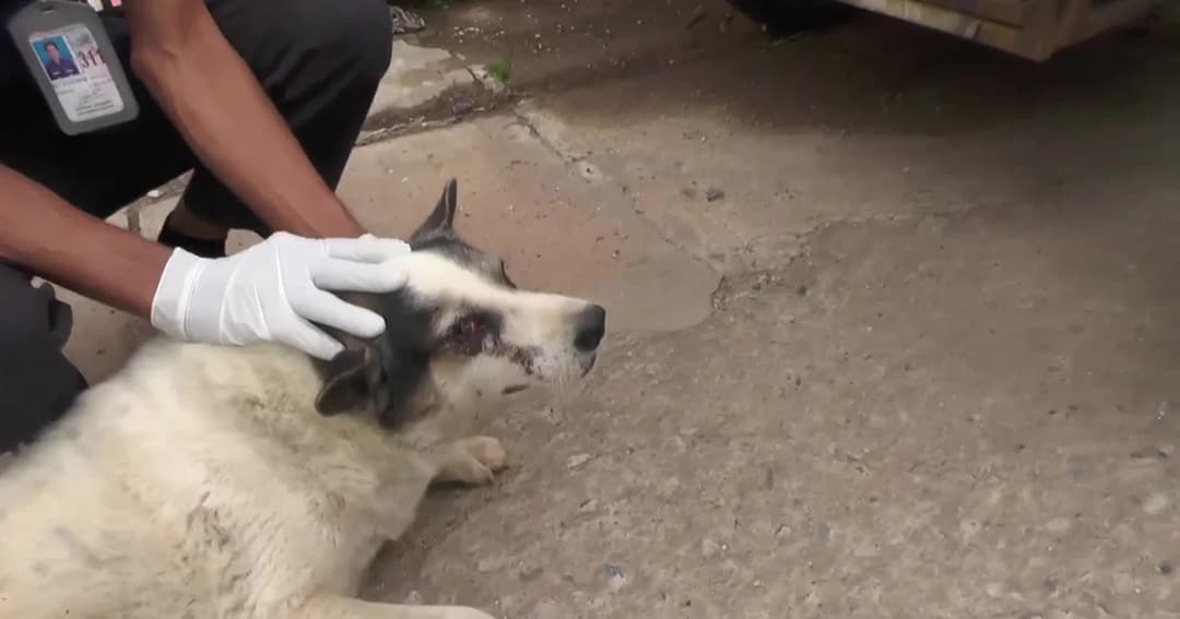 สุดทน คนใจเหี้ยมยิงธนูฝังดวงตาสุนัข