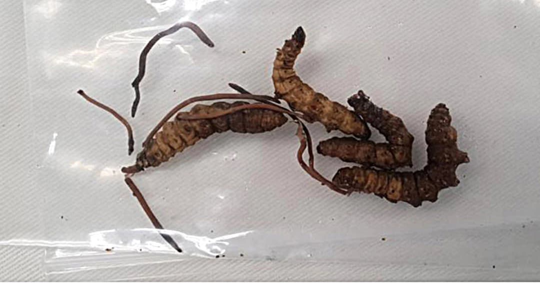 ชาวบ้านกินหนอนไม้ไผ่ นึกว่าถั่งเช่า หามส่ง รพ. 9 ราย