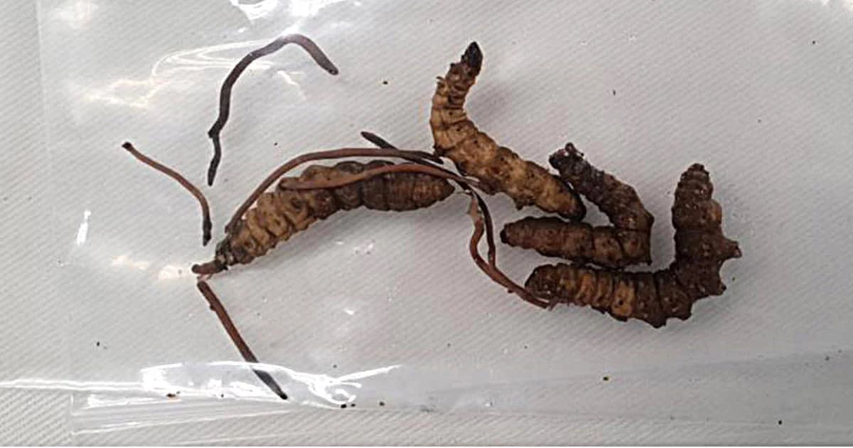 ชาวบ้านกินหนอนไม้ไผ่ นึกว่าถั่งเช่า หามส่ง รพ. 9 ราย