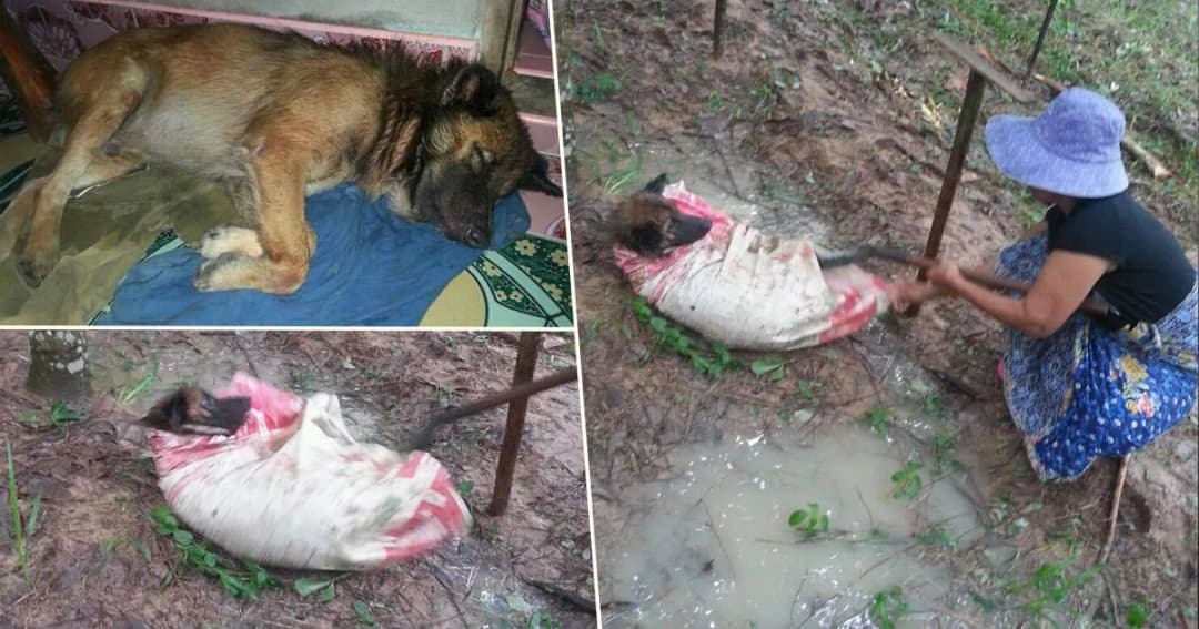 แม่เฒ่าใจบุญ ! ช่วยสุนัขถูกเจ้าของมัดใส่กระสอบ ทิ้งสวนยางเตรียมฝังทั้งเป็น