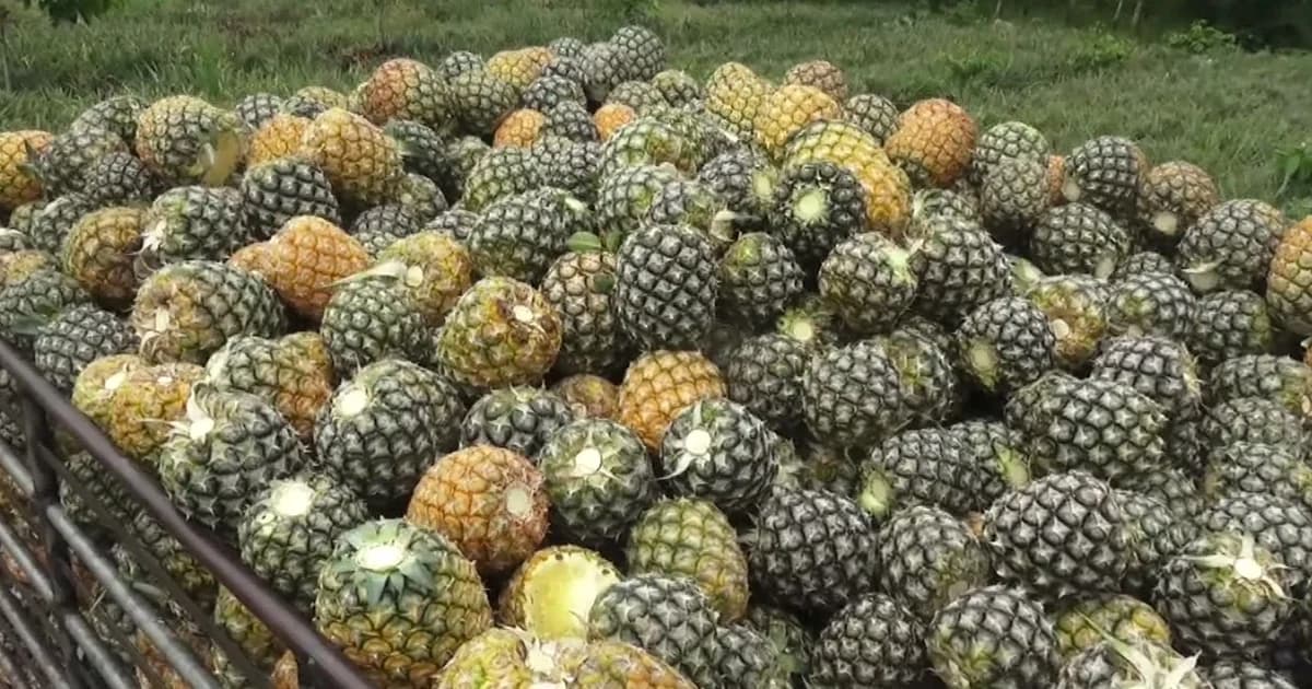 นายกรัฐมนตรี สั่ง 3 กระทรวงเร่งเเก้ปัญหาราคาสับปะรด