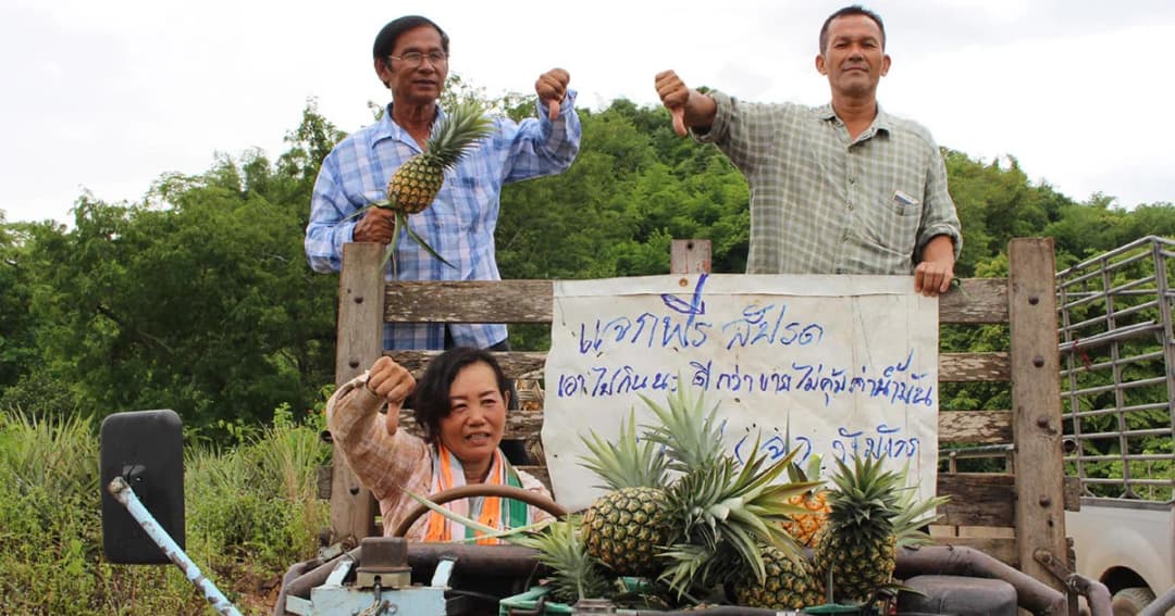 วิกฤตราคาสับปะรด! เกษตรกรราชบุรีสุดช้ำแจกสับปะรดฟรีหลังเป็นหนี้ 4 แสนบาท