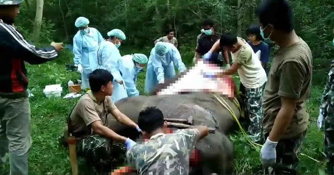 ช้างป่าเขาอ่างฤาไน ถูกไฟช็อตตาย ริมไร่มันสำปะหลัง จนท.ผ่าพิสูจน์