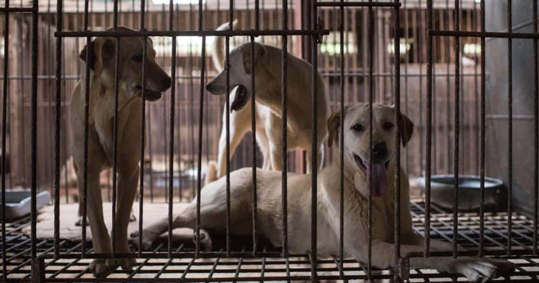 ศาลเกาหลีใต้ชี้ ‘ฆ่าสุนัขเพื่อนำมากิน’ เป็นสิ่งผิดกฎหมาย