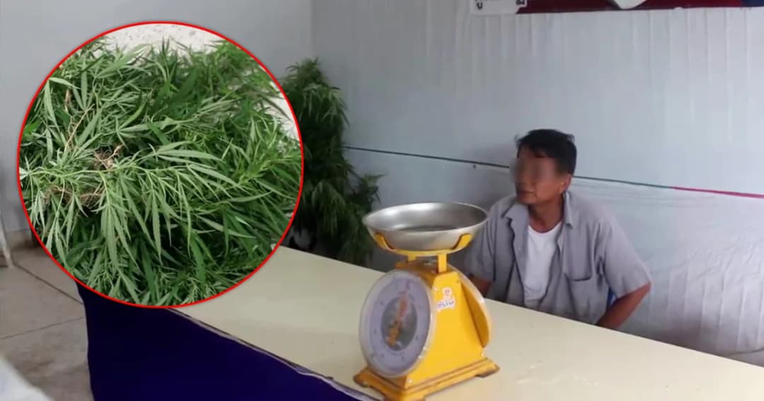 จับลุงวัย 53 ลอบปลูกต้นกัญชาในสวนผัก อ้างไว้ใส่ผัดเผ็ด