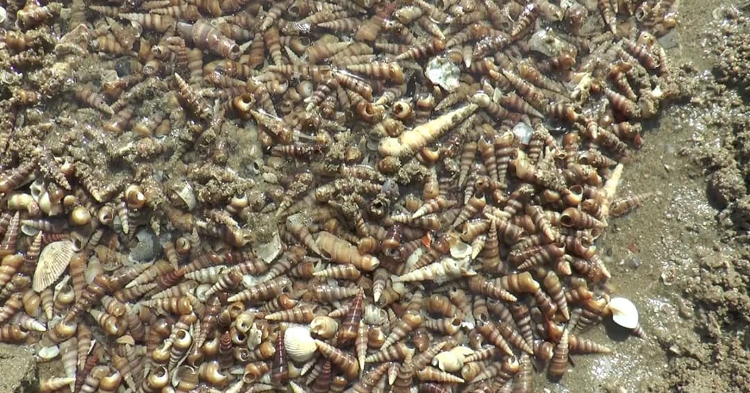 หอยเจดีย์เกยเต็มหาด จ.ระนอง ผู้เชี่ยวชาญย้ำชัด ‘ไม่เกี่ยวสึนามิ’