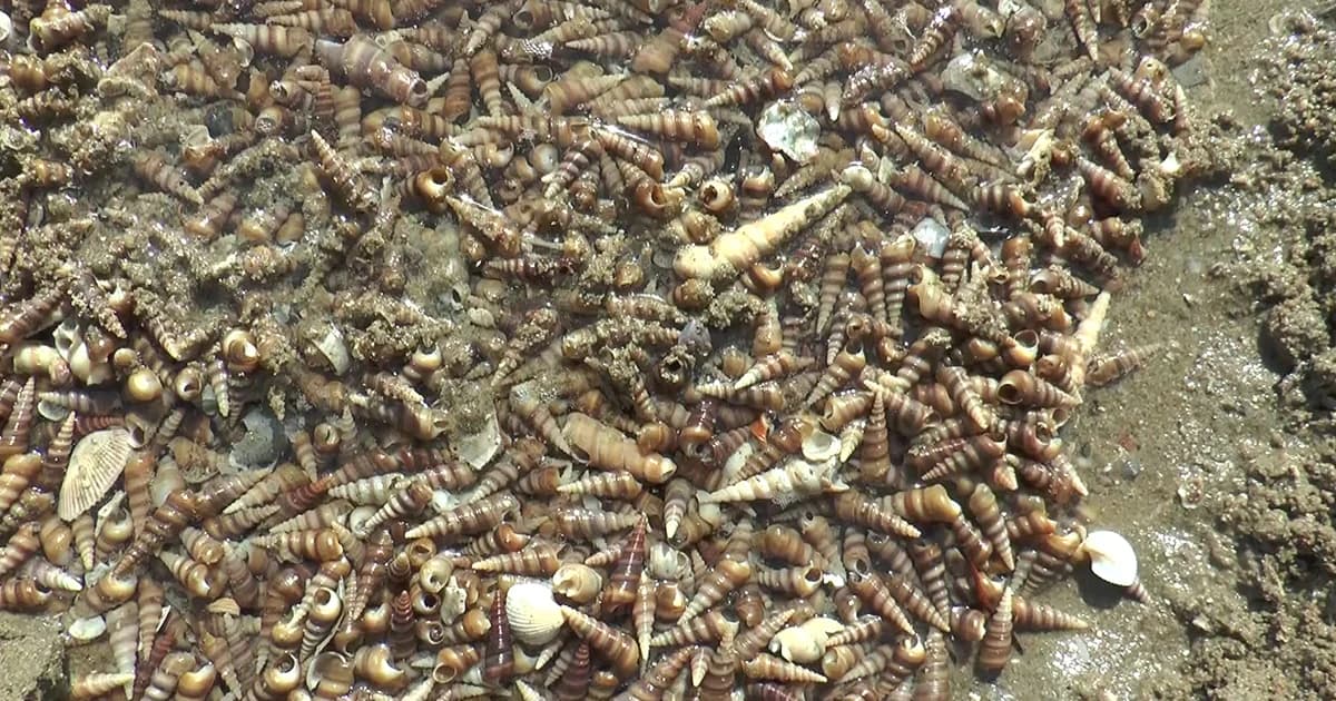 หอยเจดีย์เกยเต็มหาด จ.ระนอง ผู้เชี่ยวชาญย้ำชัด ‘ไม่เกี่ยวสึนามิ’