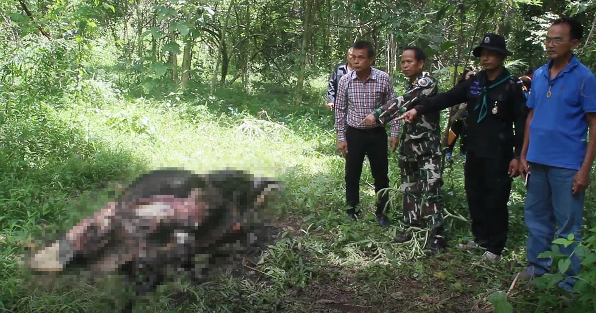 พบเบาะแส ‘พรานป่า’ ดักยิงกระทิงเขาอ่างฤาไน ก่อนชำแหละกลางป่า