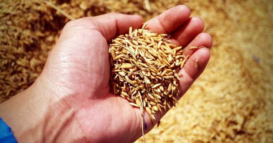 ราคาสินค้าเกษตรเริ่มปรับขึ้น-แต่สัปปะรดยังตก เร่งกลยุทธ์ขายตรง