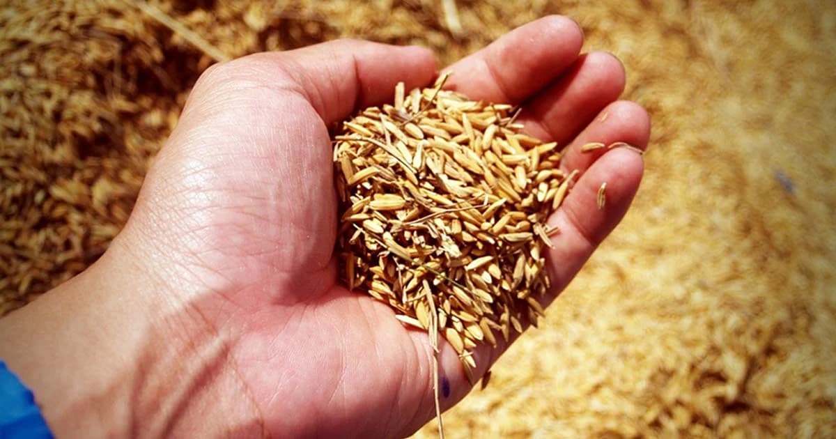 ราคาสินค้าเกษตรเริ่มปรับขึ้น-แต่สัปปะรดยังตก เร่งกลยุทธ์ขายตรง