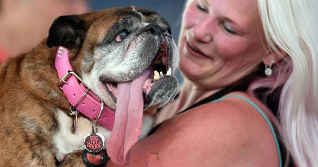 “เจ้าซาซ่า” สุนัขบูลด็อกเพศเมีย คว้าแชมป์สุนัขที่หน้าตาขี้เหล่ที่สุดในโลกปี 2018