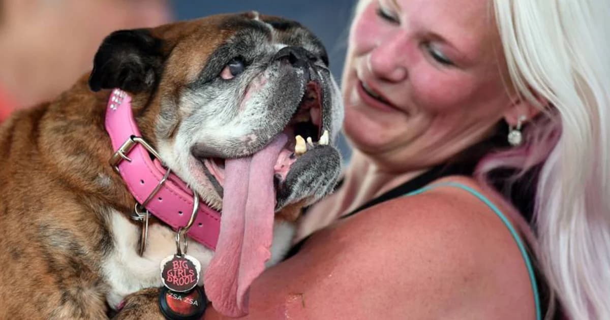 “เจ้าซาซ่า” สุนัขบูลด็อกเพศเมีย คว้าแชมป์สุนัขที่หน้าตาขี้เหล่ที่สุดในโลกปี 2018