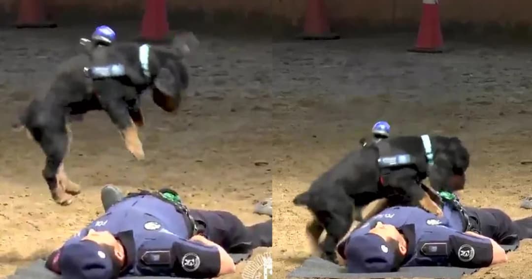 แสนรู้ ! สุนัขตำรวจสเปนโชว์ปั๊มหัวใจให้ตำรวจคู่หู