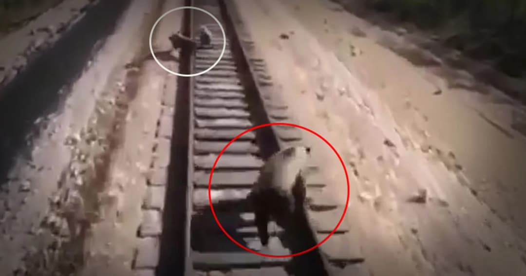 วินาทีสลด ! แม่หมีวิ่งไล่ลูกๆ ให้พ้นจากรถไฟ สุดท้ายถูกทับตายคาราง