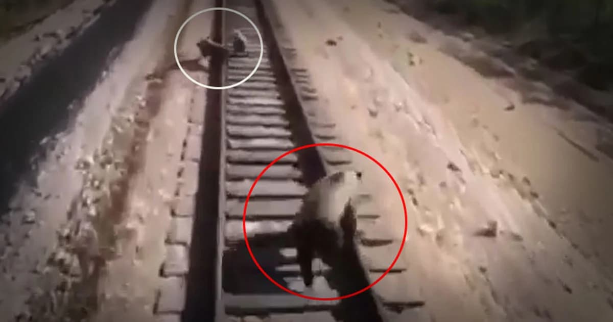 วินาทีสลด ! แม่หมีวิ่งไล่ลูกๆ ให้พ้นจากรถไฟ สุดท้ายถูกทับตายคาราง