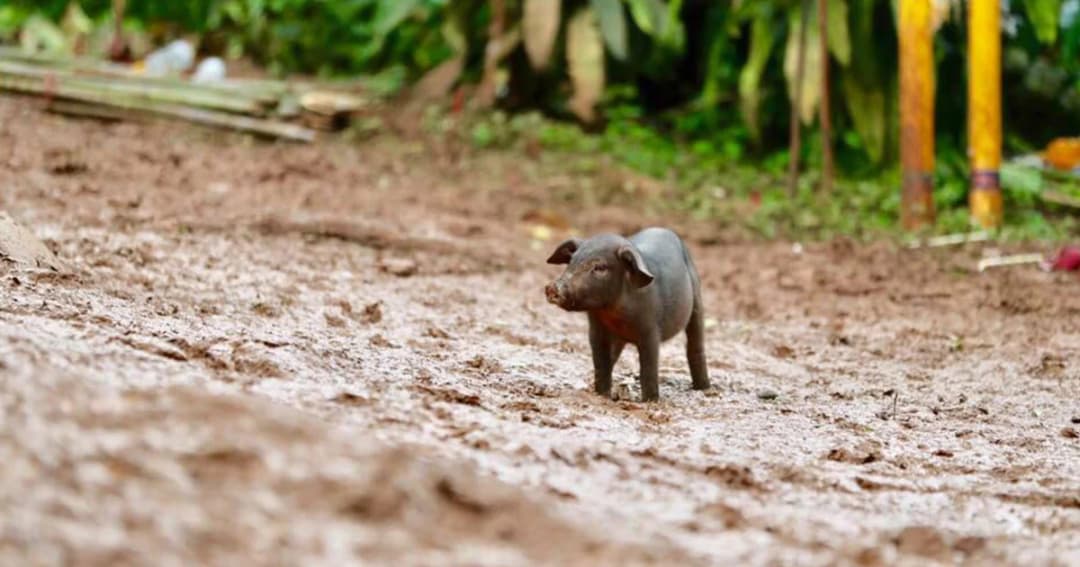 หมูป่าตัวที่ 14 !  ออกมาดูภารกิจค้นหาทีมหมูป่า 13 ชีวิตติดถ้ำหลวง