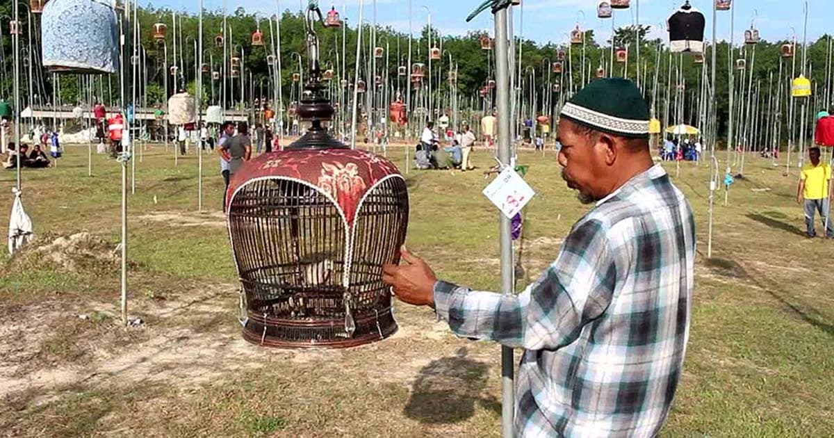 แข่งนกเขาชวาเสียง ที่ ต.รือเสาะ ชิงถ้วยพระราชทานเจ้าฟ้าจุฬาภรณ์ฯ