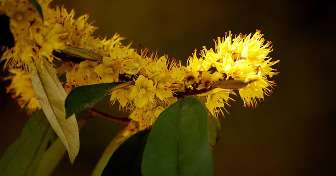 ชาวตรังแห่ซื้อต้นรวงผึ้งเพื่อเฉลิมพระเกียรติฯ ทำราคาพุ่ง ขายดีจนขาดตลาด