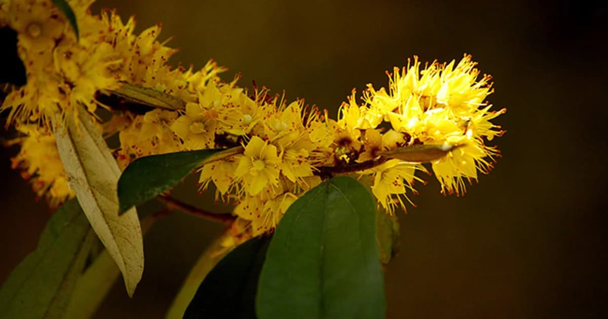 ชาวตรังแห่ซื้อต้นรวงผึ้งเพื่อเฉลิมพระเกียรติฯ ทำราคาพุ่ง ขายดีจนขาดตลาด