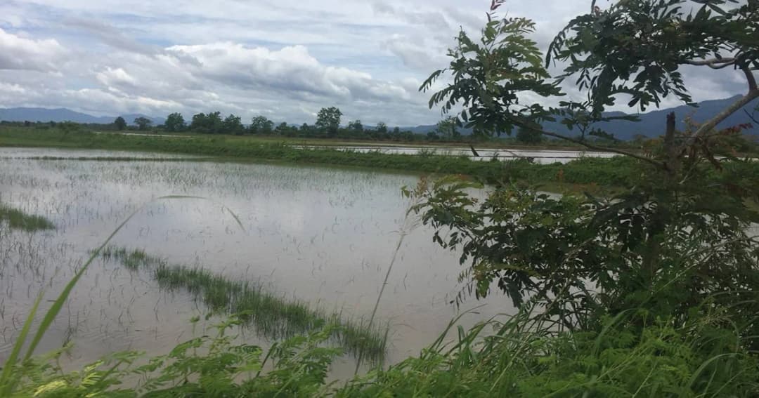 เตรียมเยียวยาพื้นที่เกษตร 3 ตำบล รับน้ำจากถ้ำหลวง ช่วย 13 ชีวิต