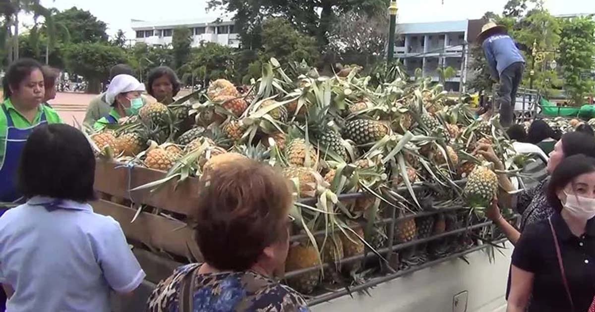 ถูกเกิน ! ผู้ใหญ่ใจดีเหมาสับปะรดชาวสวน แจกฟรีใน รพ.หลายจังหวัด