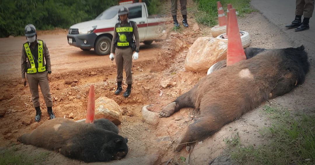 สลด ! หมีควายเขาใหญ่ข้ามถนนหากินฝั่งทับลาน โดนรถชนตายอนาถ