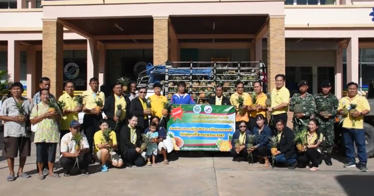 เครือข่ายสหกรณ์อุดหนุนผลผลิตสับปะรด ช่วยเกษตรกร นครไทย