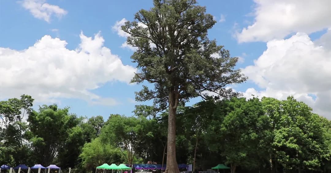 ต้นยางนา 1,000 ปี รุกขมรดกของแผ่นดินไทย