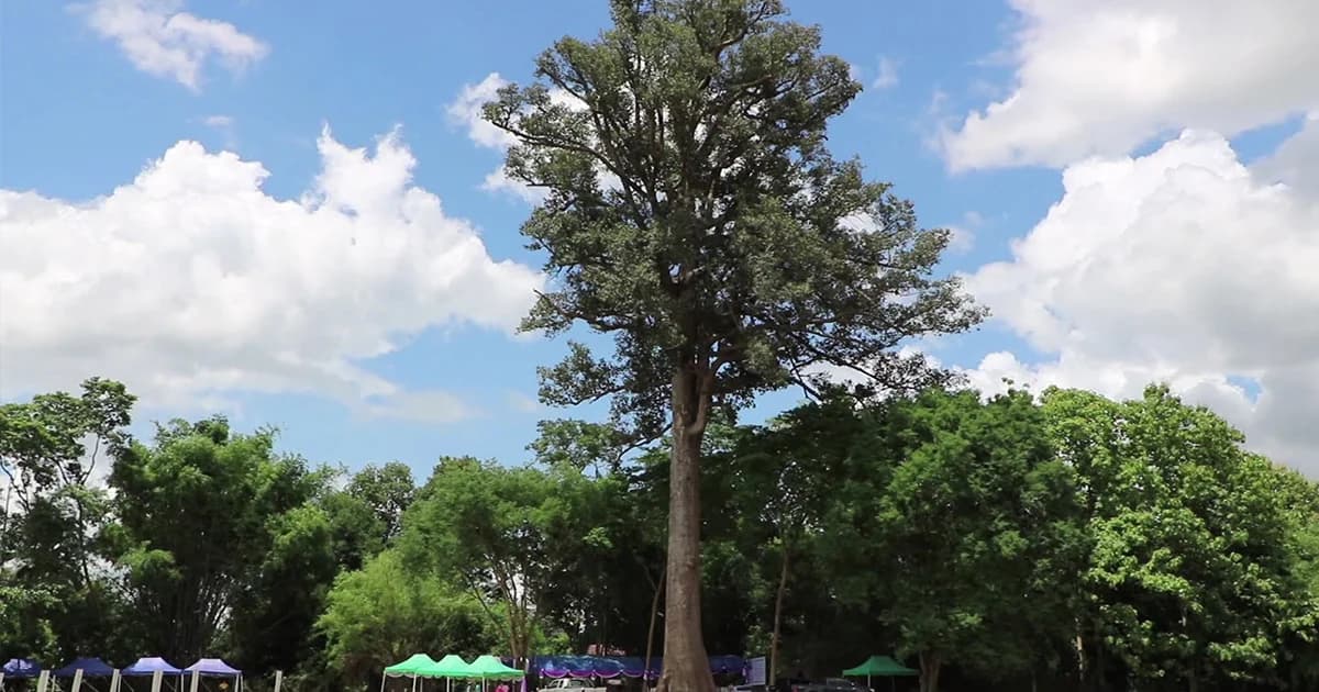 ต้นยางนา 1,000 ปี รุกขมรดกของแผ่นดินไทย