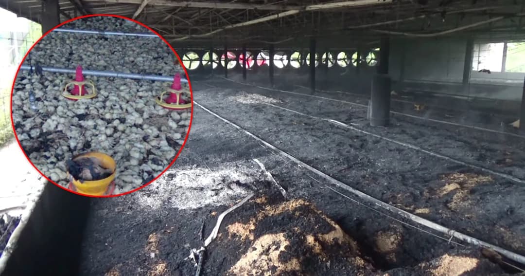 ไฟไหม้ฟาร์มไก่ราชบุรี ย่างสดลูกไก่ 2.4 หมื่นตัว สูญนับ 2 ล้าน