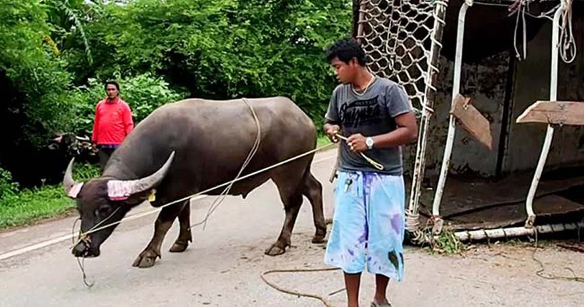 ยางแตก รถบรรทุกควายเต็มคันคว่ำ ควายเจ็บระนาว !