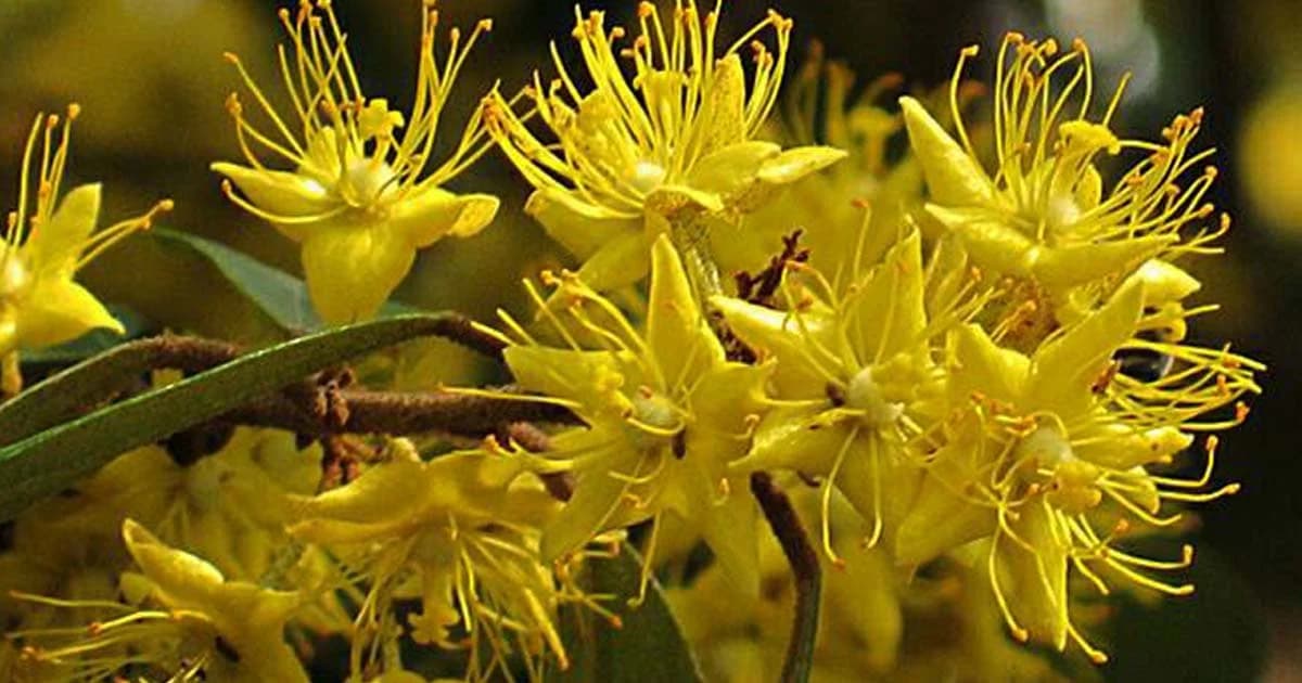 รู้จัก “ต้นรวงผึ้ง” Yellow Star ต้นไม้ประจำพระองค์ รัชกาลที่ 10