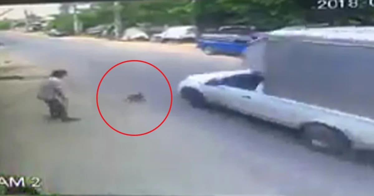 เหี้ยมโหด! ชายโยนแมวให้รถเหยียบอย่างเลือดเย็น