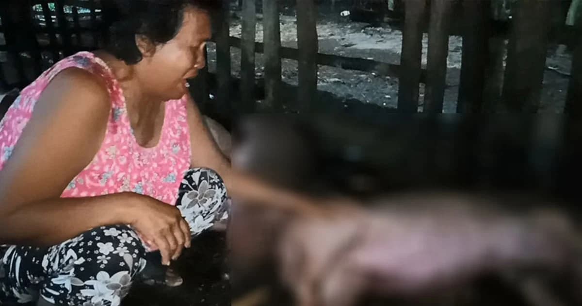 เกษตรกรผู้เลี้ยงฯ ร่ำไห้ ฟ้าผ่าหมูตาย-เจ็บ เกือบทั้งเล้า